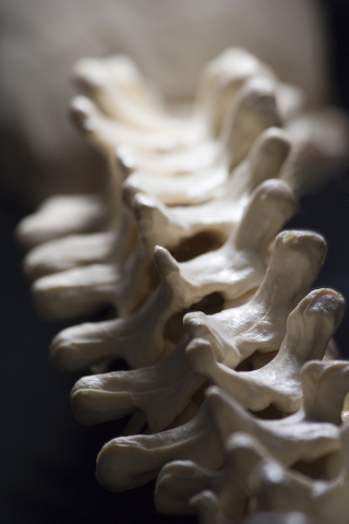 Human spine model perspective photo running down the spine